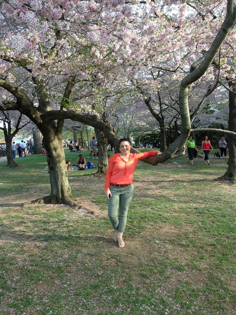 Cherry Blossom Washington